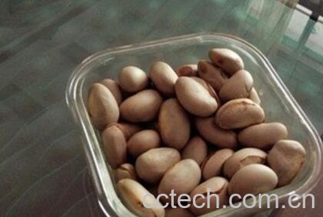 菠萝蜜的核怎么吃 菠萝蜜核的功效与作用-0