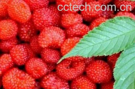 野草莓怎么吃 野草莓的功效与作用-0