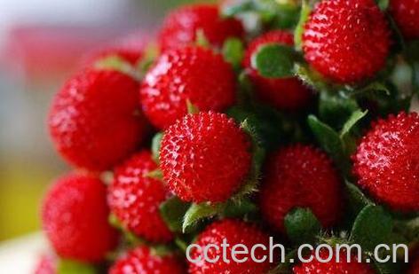 野草莓怎么吃 野草莓的功效与作用-1