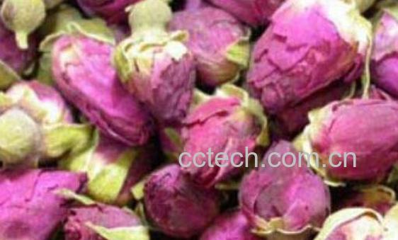 金边玫瑰的功效与作用-1