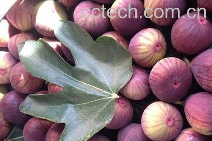 无花果不能和什么同食-1