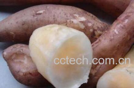 雪莲果怎么吃最好 雪莲果最有营养的吃法-1