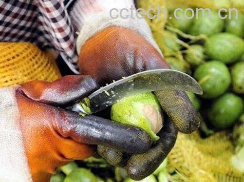 新鲜核桃如何去皮-1