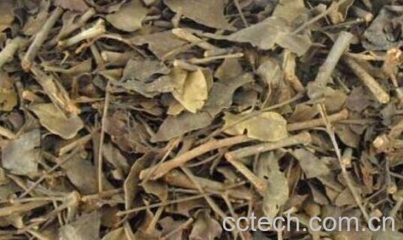 桑寄生茶的功效与作用-1