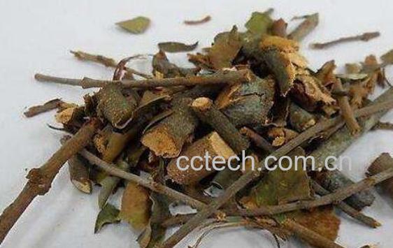 桑寄生茶的功效与作用-0