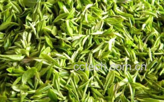  喝信阳毛尖的好处 信阳毛尖的功效与作用-1