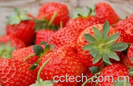 草莓用什么水果催熟 草莓如何自然催熟-0