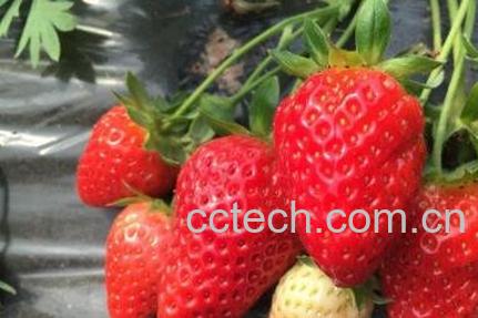 草莓用什么水果催熟 草莓如何自然催熟-1