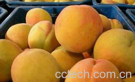 黄桃怎么去核更快更好-1