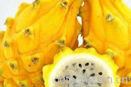 麒麟果的营养价值-1