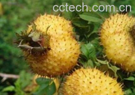 野刺梨的功效与作用-0