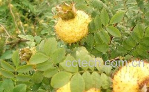 野刺梨的功效与作用-1