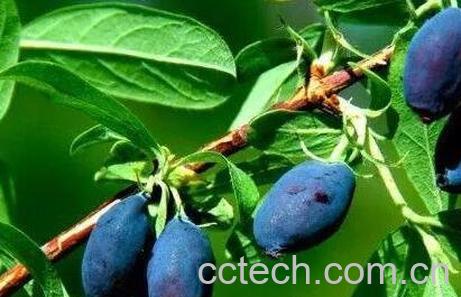 蓝靛果的营养价值-1