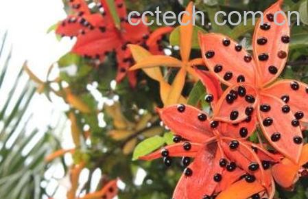 凤眼果的营养价值-0