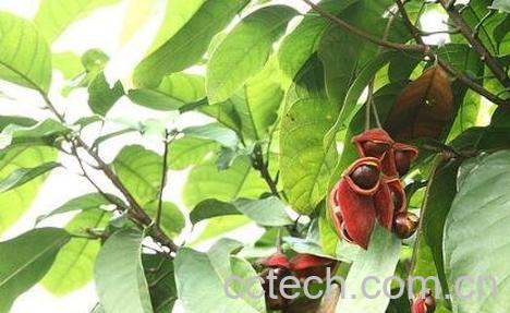 凤眼果的营养价值-1