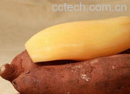 雪莲果的功效与作用及禁忌-0