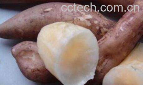 雪莲果的功效与作用及禁忌-1