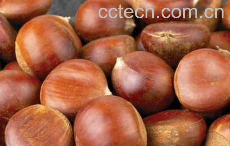 栗子怎么去皮 栗子快速去皮方法技巧-1