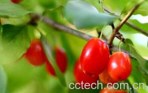 茱萸的功效与作用及副作用-0