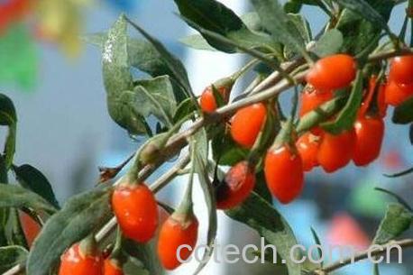 茱萸的功效与作用及副作用-1