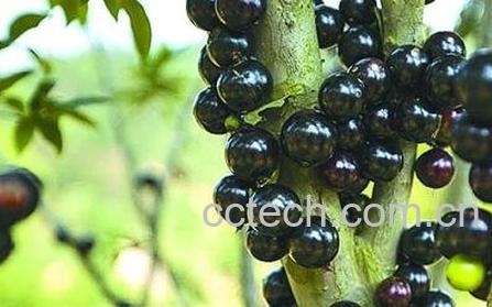 嘉宝果的营养价值-1