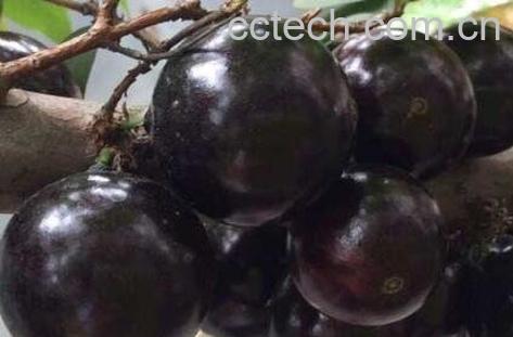 嘉宝果的营养价值-0