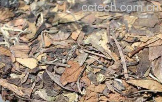 寿眉茶怎么泡 寿眉茶的冲泡方法技巧-0