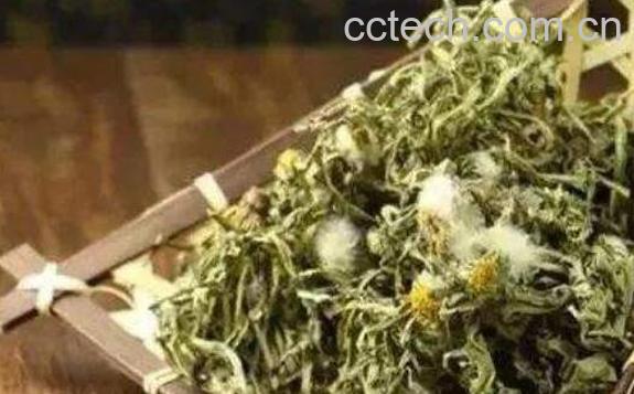 蒲公英茶的功效与作用 哪些人不能喝蒲公英茶-0