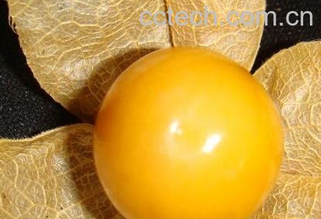 姑鸟果的营养价值-0