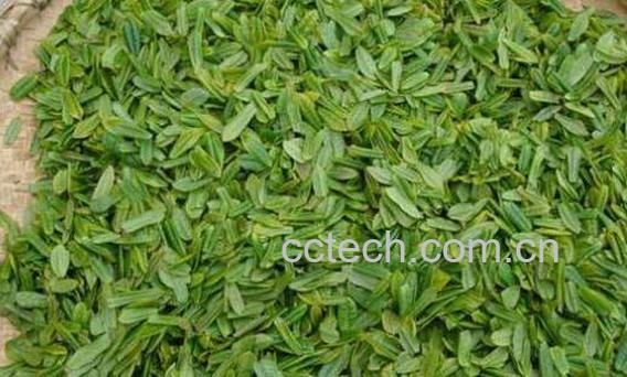 如何鉴别六安瓜片茶叶的好坏-1