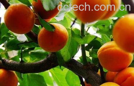 杏果的营养价值与功效-0