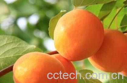 杏果的营养价值与功效-1