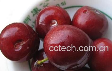 欧李果的营养价值与功效-1