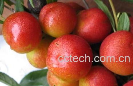 欧李果的营养价值与功效-0