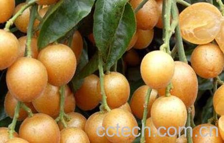 黄皮果的营养价值与功效-0