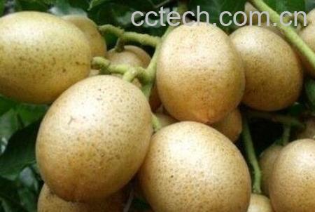 黄皮果的营养价值与功效-1