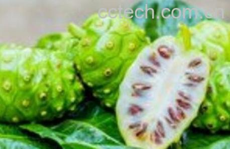 诺丽果的营养价值及功效-0