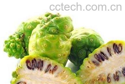 诺丽果的营养价值及功效-1