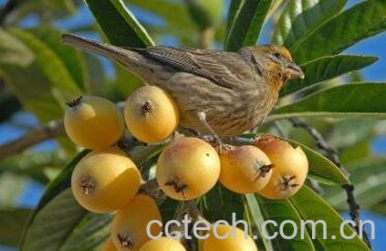 琵琶果的营养价值-0