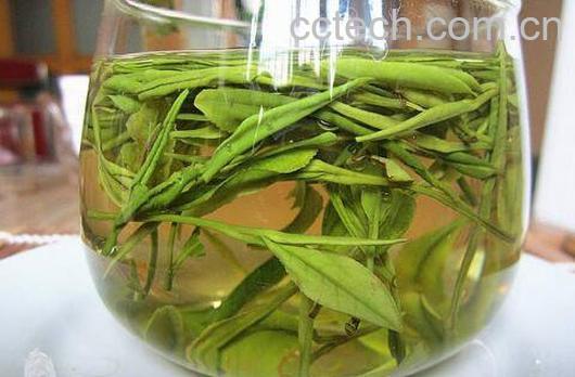 安吉白茶属于什么茶 安吉白茶怎么泡-1