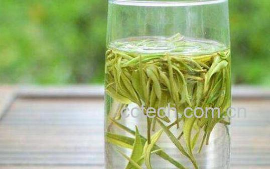 安吉白茶属于什么茶 安吉白茶怎么泡-0