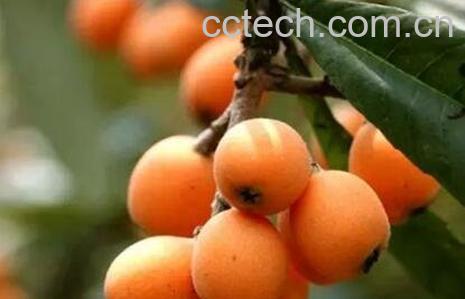 琵琶果的营养价值-1