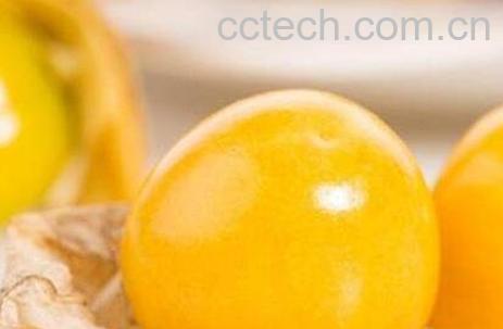 金灯果的营养价值与功效-0