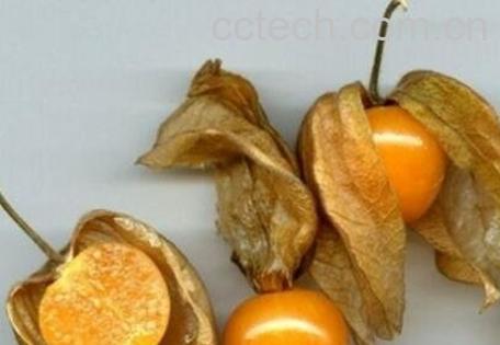 含羞果的营养价值与功效-0