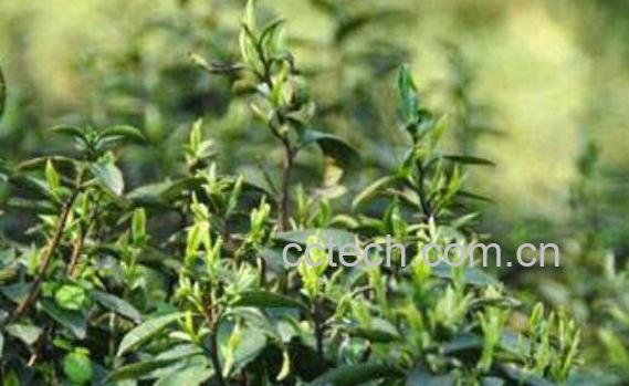 南岳云雾茶的功效与作用-0