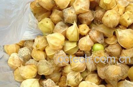 含羞果的营养价值与功效-1