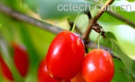 茱萸是什么 茱萸的作用与功效-0
