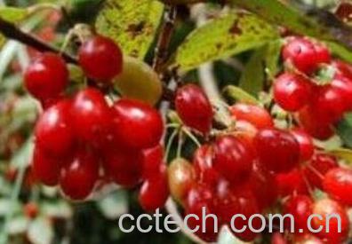 茱萸是什么 茱萸的作用与功效-1