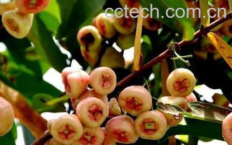 葡桃的营养价值与功效-0