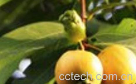 葡桃的营养价值与功效-1